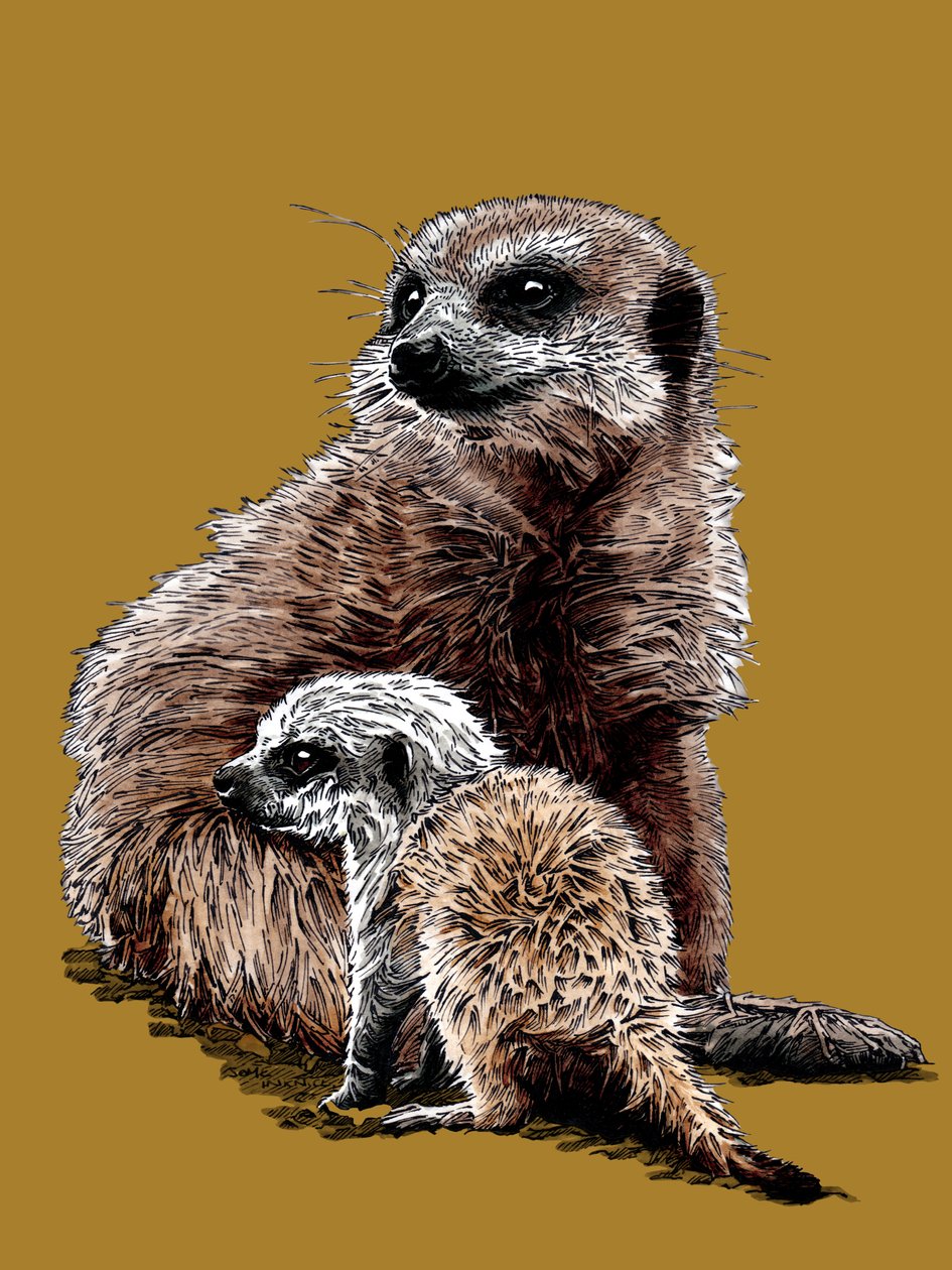 Uusi Baby Meerkats Golden Yellow, 2020 tekijältä Mike Davis