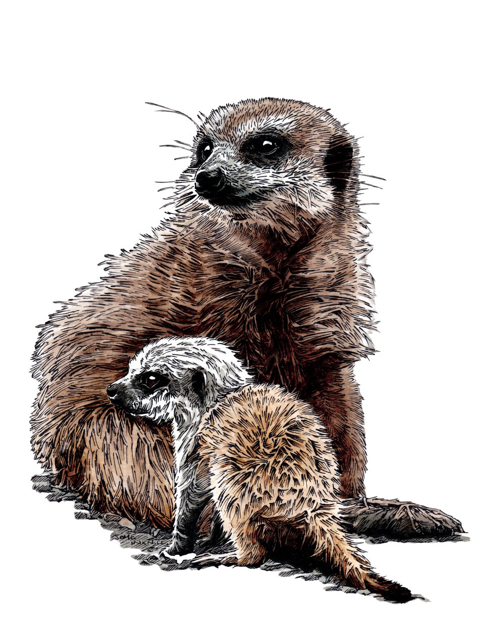 Uudet Baby Meerkats on White, 2020 tekijältä Mike Davis