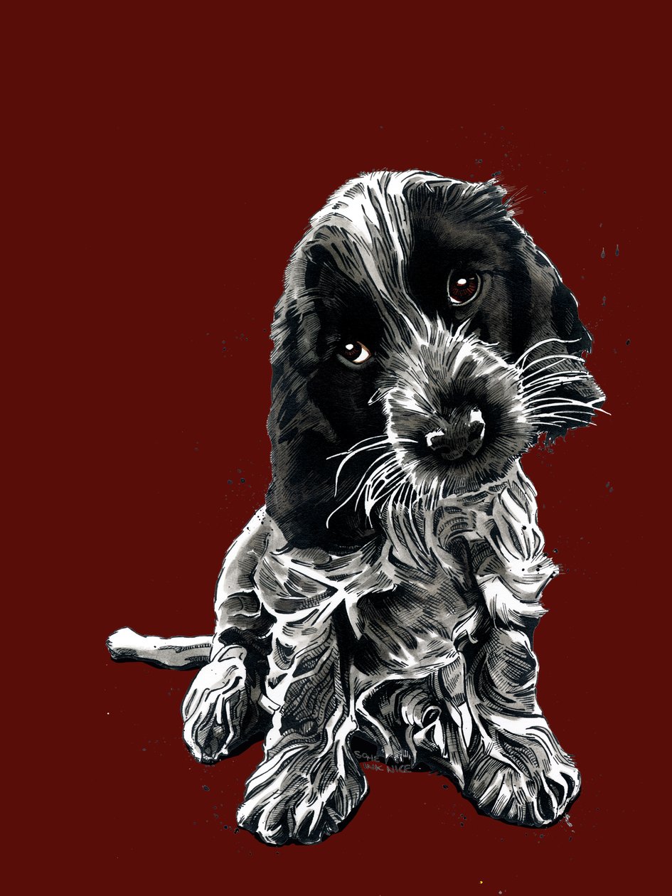 Rosie The Cockerspanieli Red Oxidessa, 2020 tekijältä Mike Davis