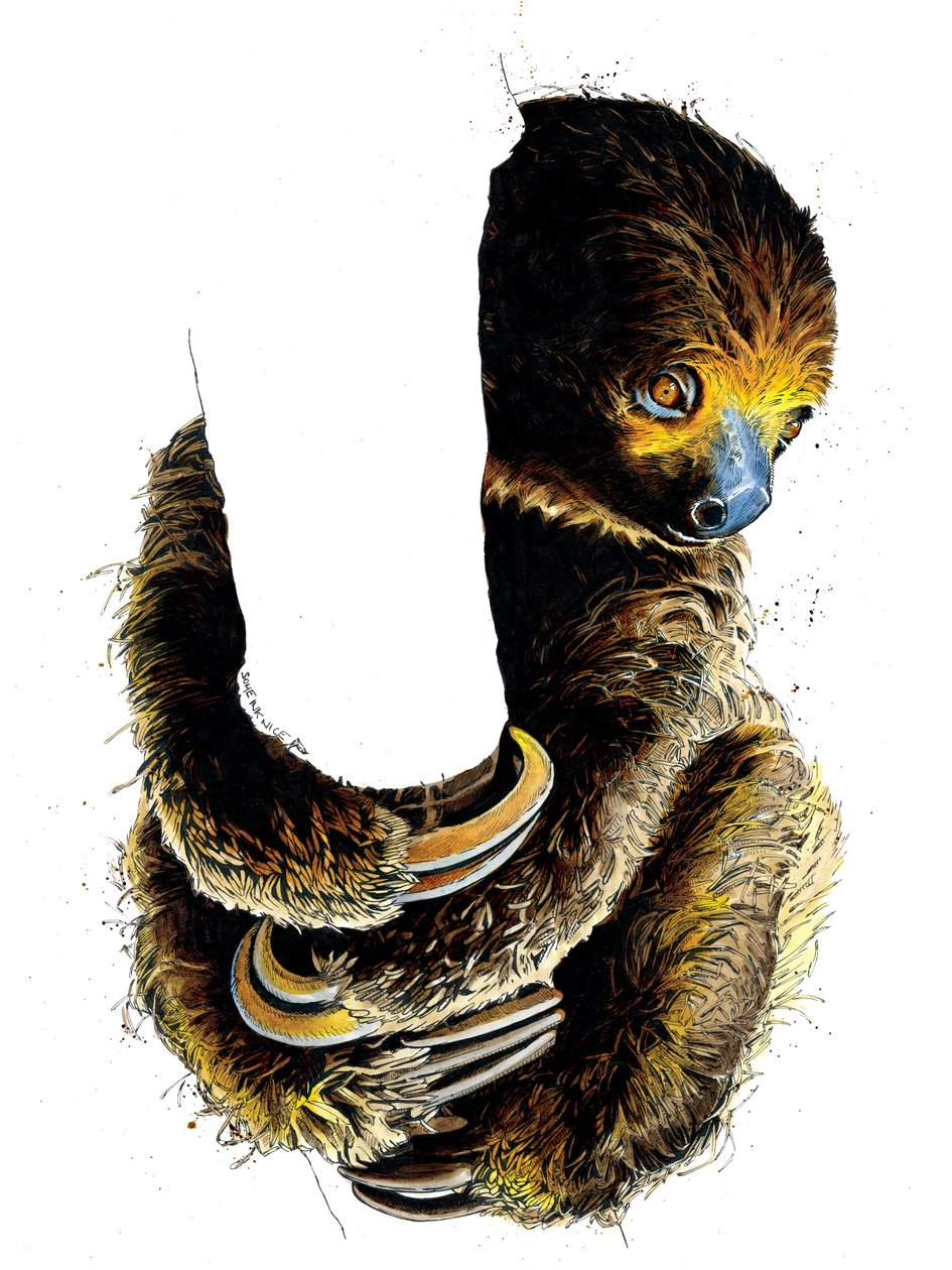 Talita The Sloth on White, 2019 tekijältä Mike Davis