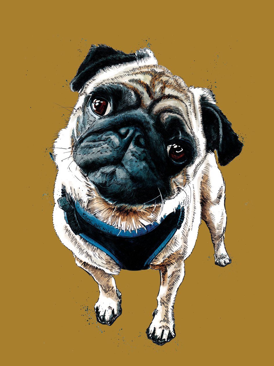 Teddy The Pug Golden Yellowissa, 2020 tekijältä Mike Davis