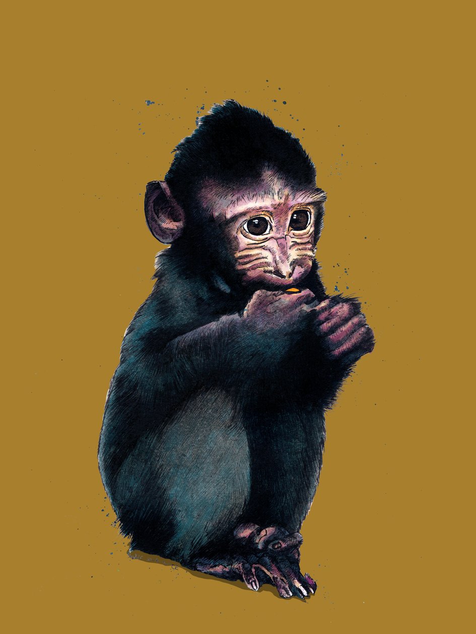 Baby Macaque kultaisella keltaisella, 2020 tekijältä Mike Davis