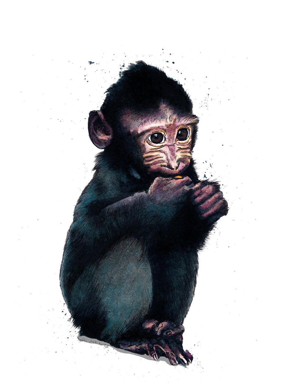 Baby Macaque on White, 2020 tekijältä Mike Davis