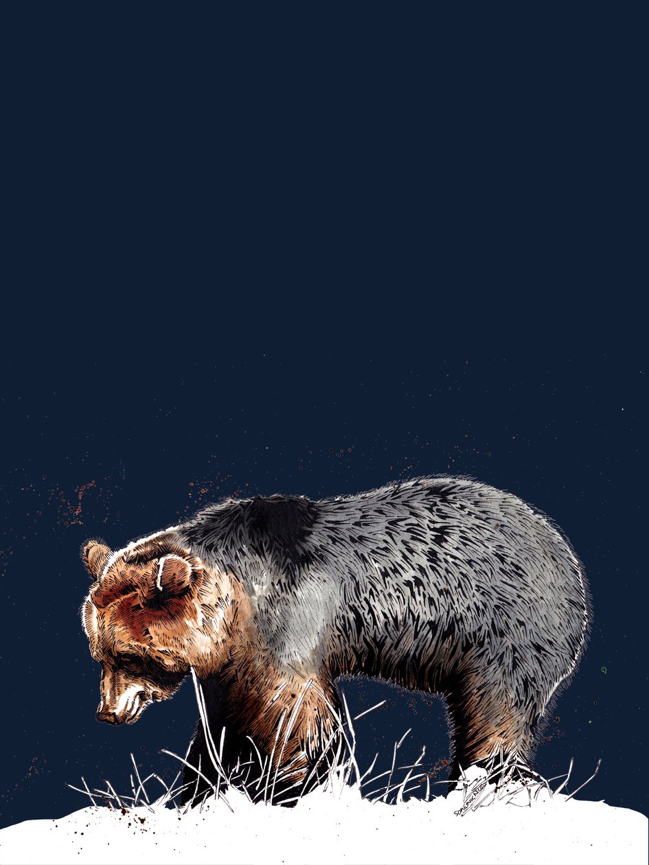 The Bear on Midnight Blue, 2020 tekijältä Mike Davis