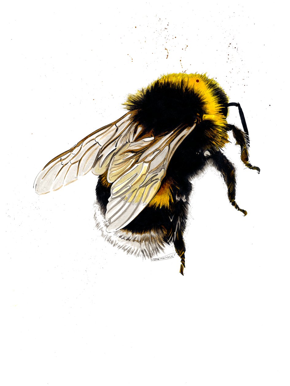 Mehiläinen valkoisella, 2019 tekijältä Mike Davis