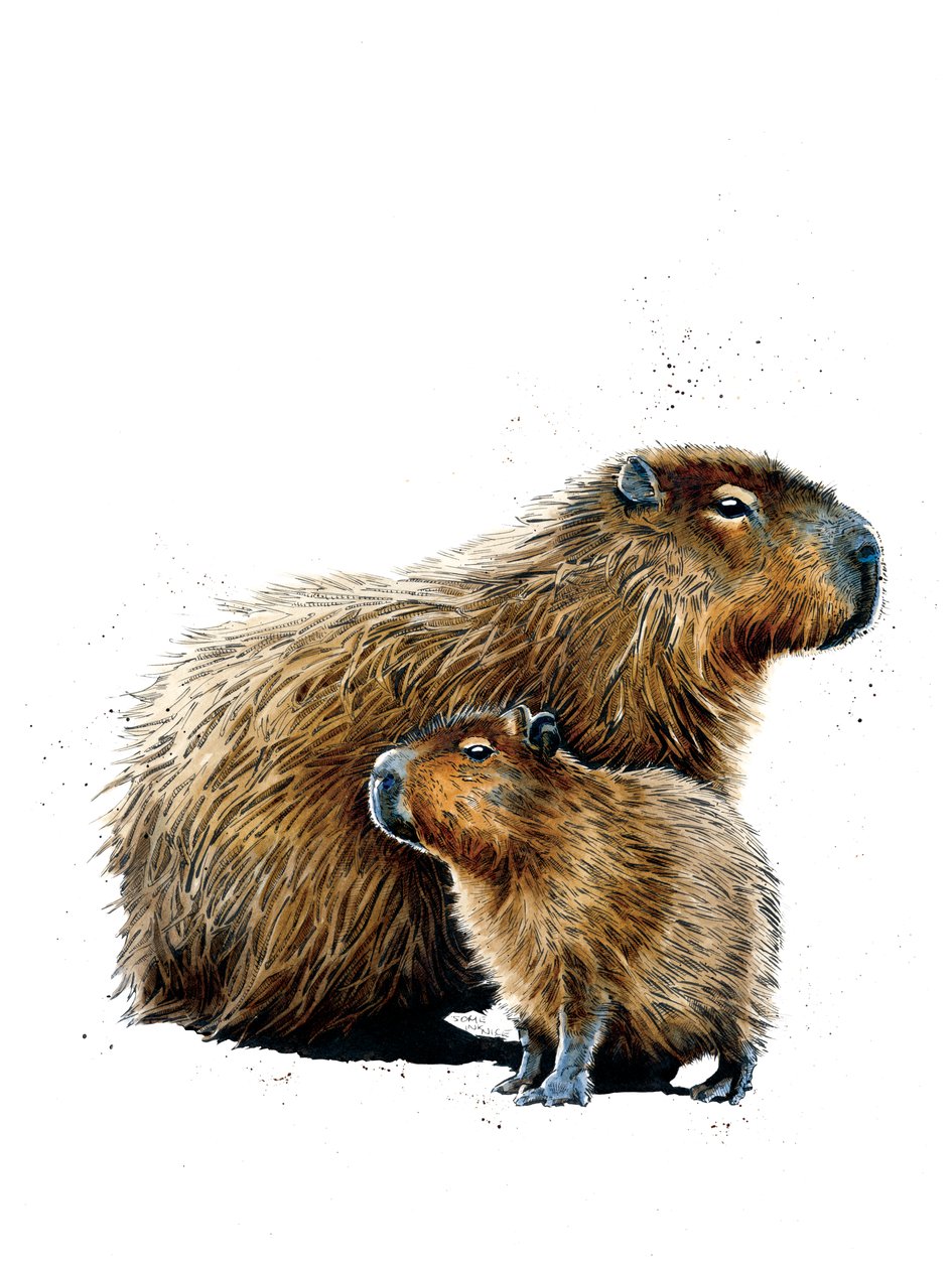 Kapybarat valkoisella, 2019 tekijältä Mike Davis