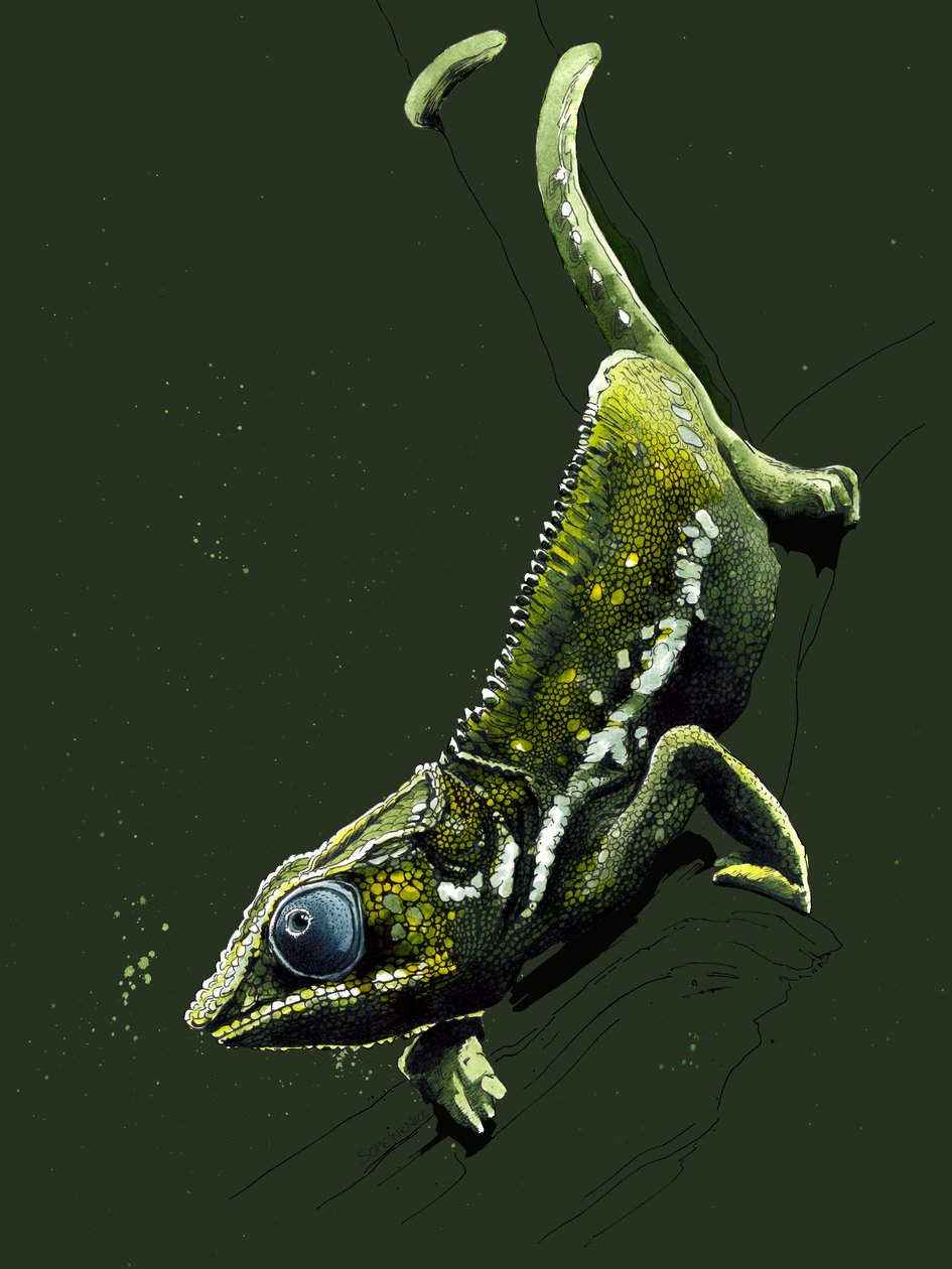 Chameleon on Forest Green, 2020 tekijältä Mike Davis