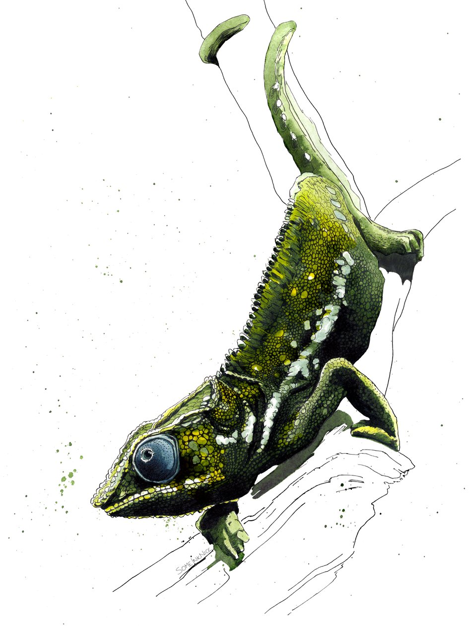 Kameleontti valkoisella, 2019 tekijältä Mike Davis