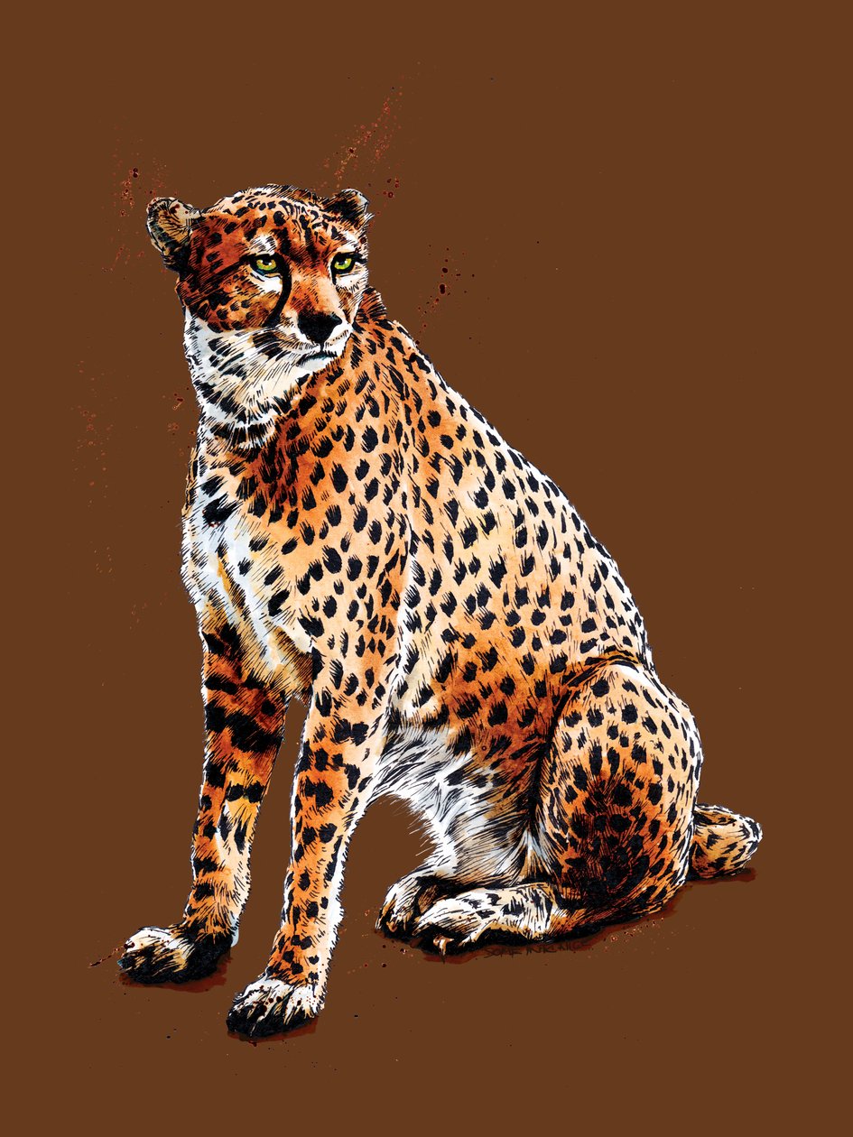 Cheetah on Burnt Orange, 2020 tekijältä Mike Davis