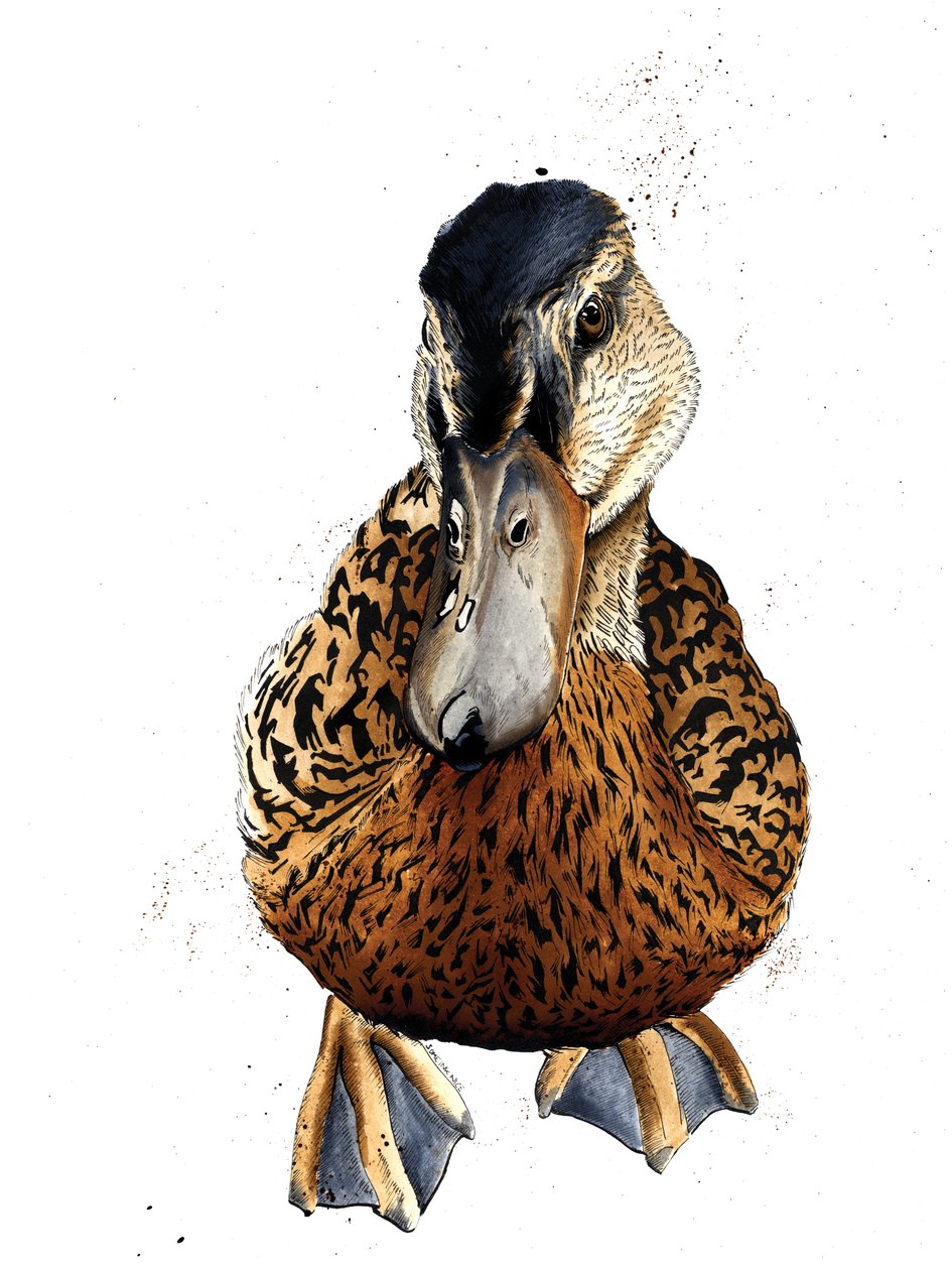Ankka valkoisella, 2019 tekijältä Mike Davis