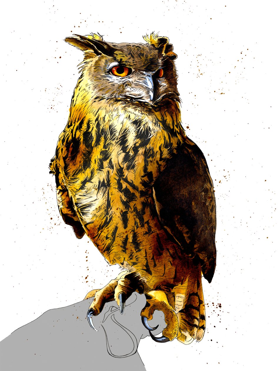 Pöllö valkoisella, 2019 tekijältä Mike Davis
