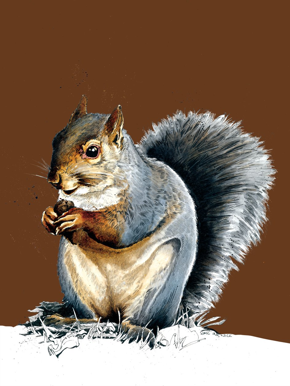 Harmaa orava palaneella appelsiinilla, 2020 tekijältä Mike Davis