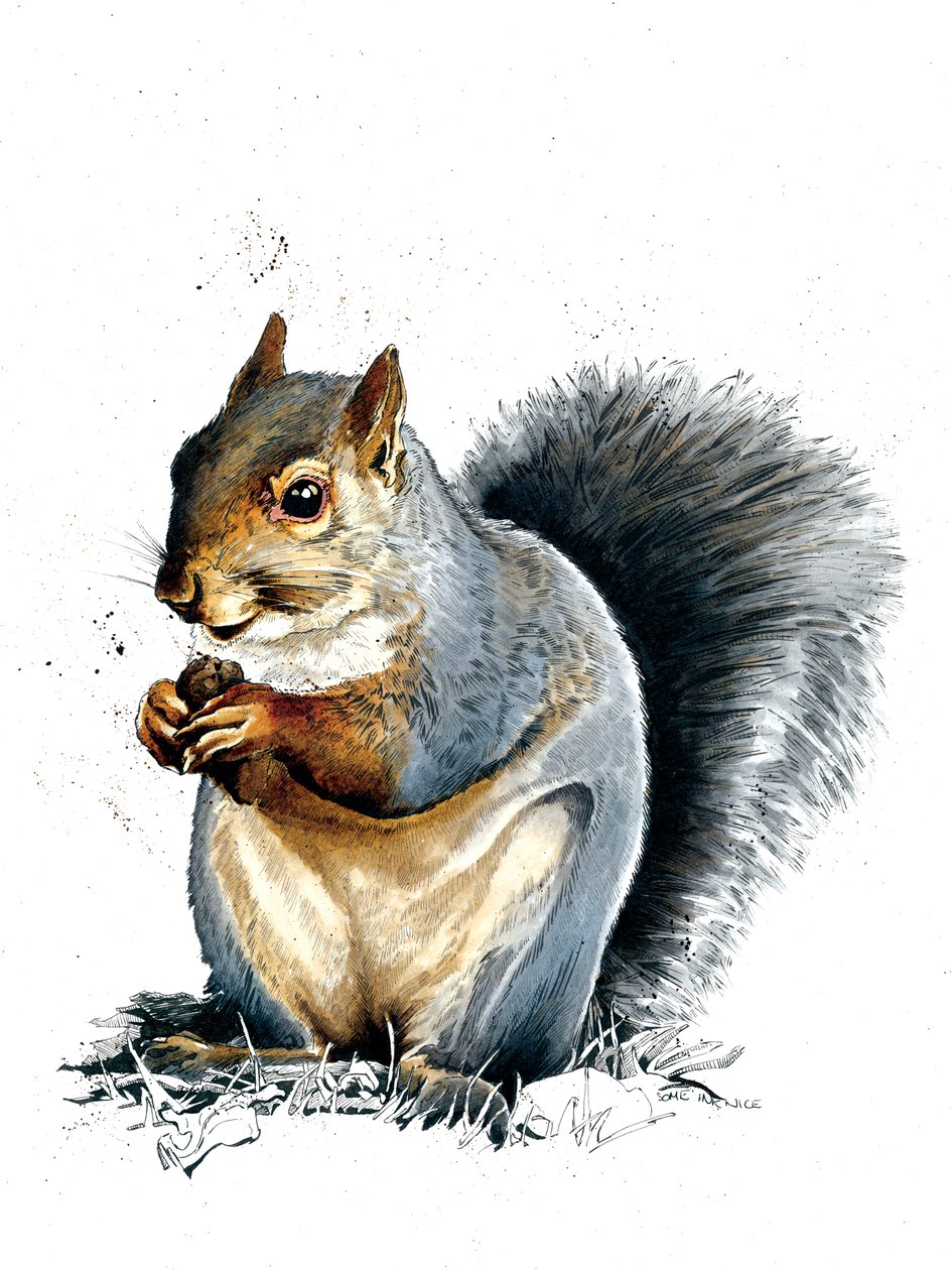 Harmaa orava valkoisella, 2019 tekijältä Mike Davis