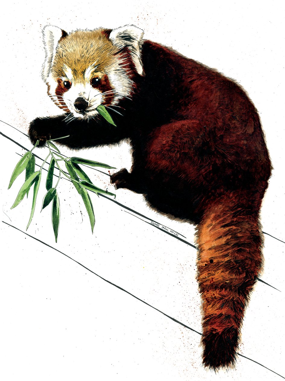 Punainen panda valkoisella, 2020 tekijältä Mike Davis