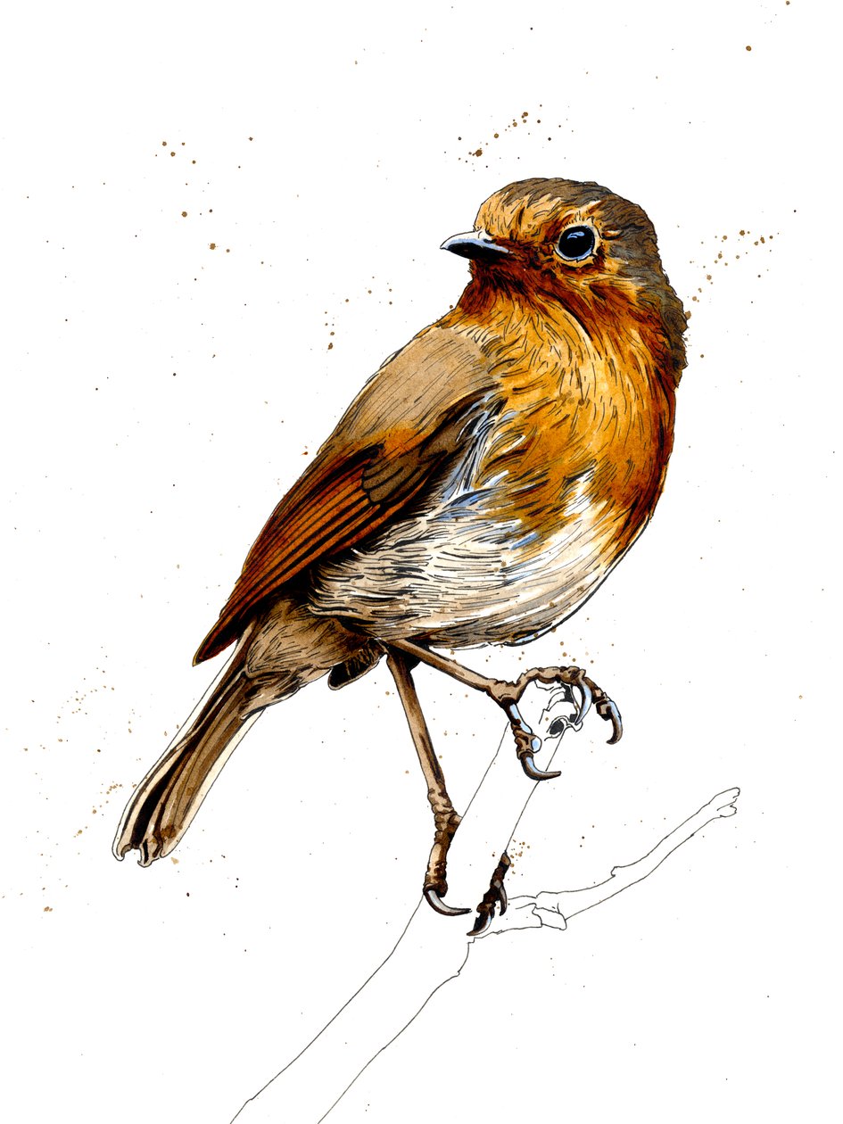 The Robin on White, 2019 tekijältä Mike Davis
