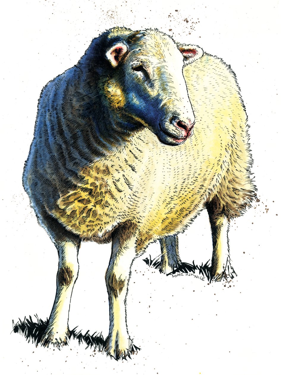 Lampaat valkoisella, 2020 tekijältä Mike Davis