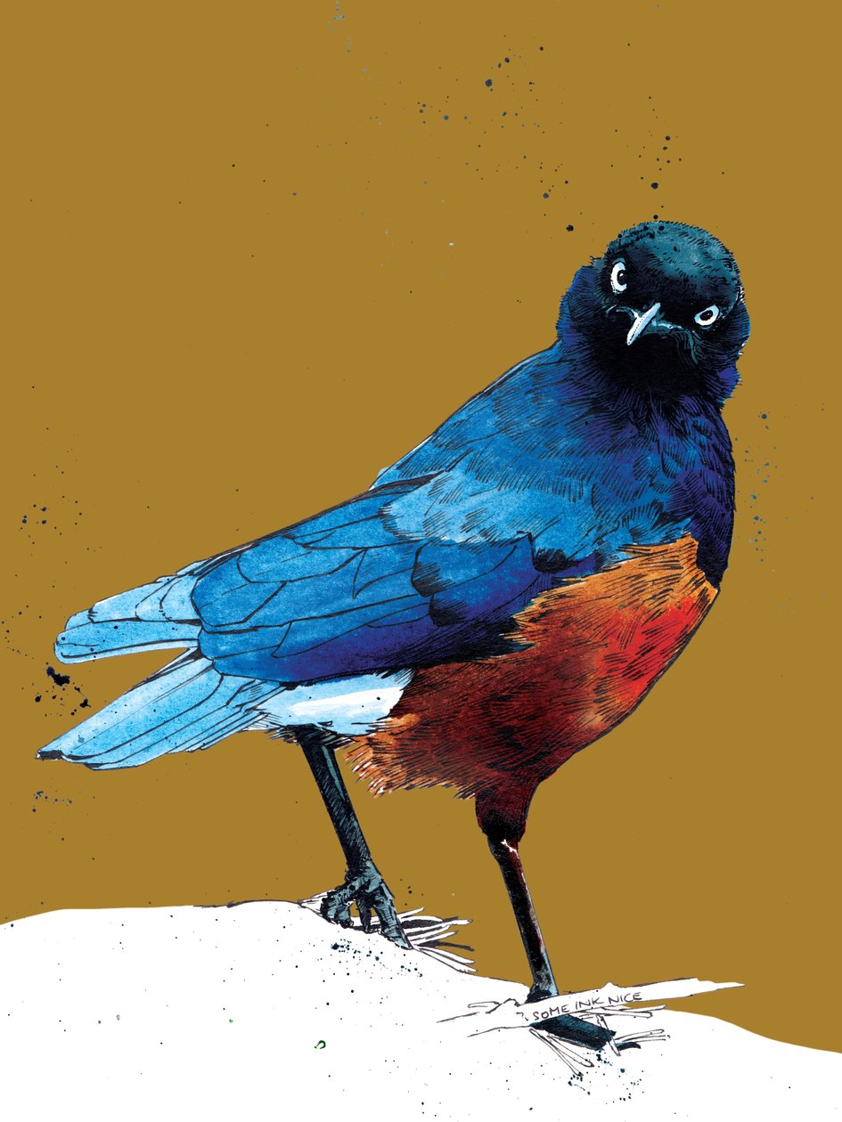 Loistava Starling Golden Yellowissa, 2020 tekijältä Mike Davis