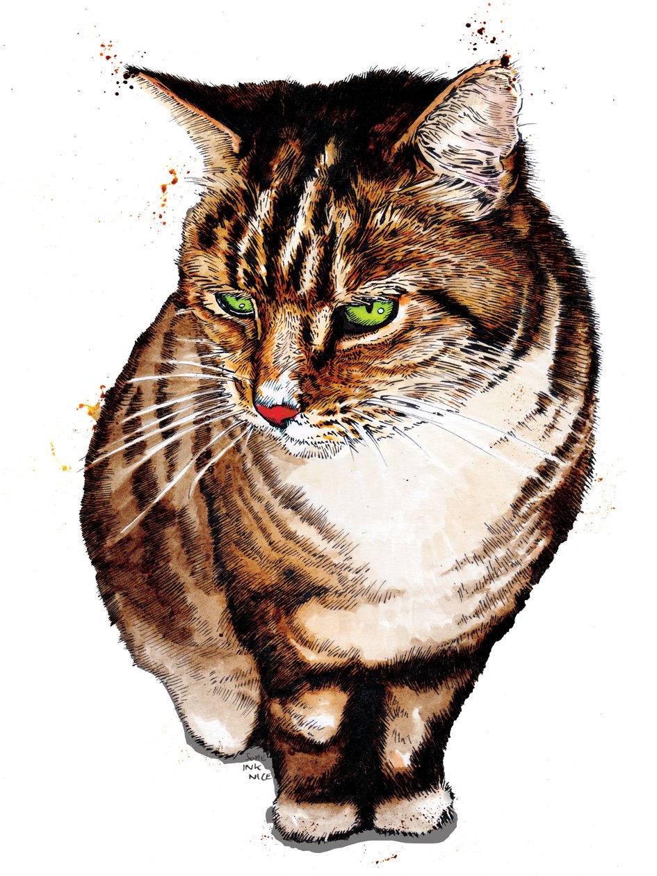 Tabby Cat on White, 2020 tekijältä Mike Davis