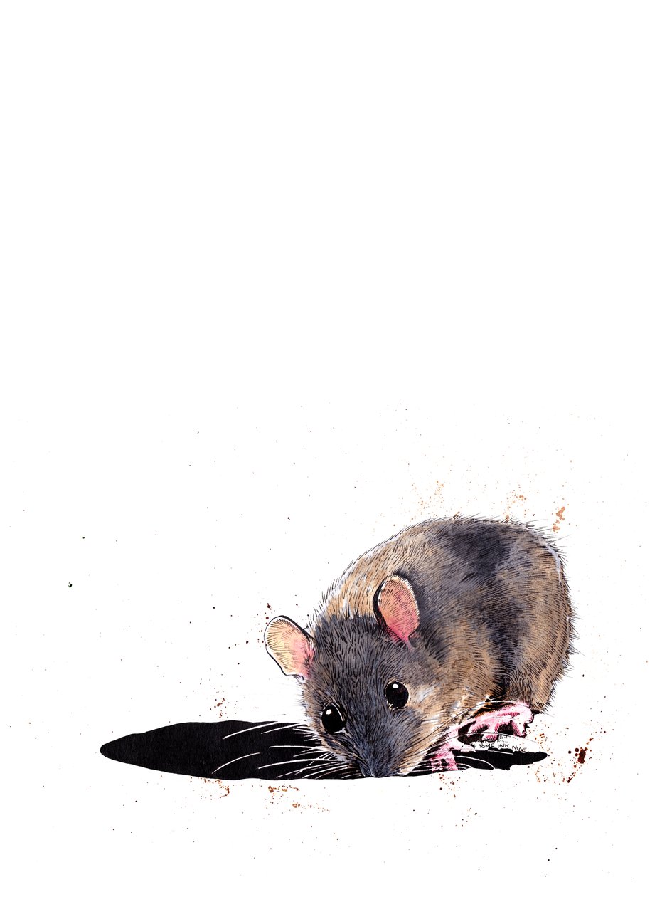 Puuhiiri valkoisella, 2019 tekijältä Mike Davis