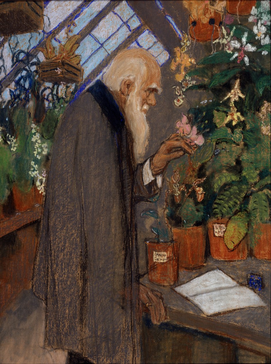 ""Muotokuva tiedemiehestä Charles Robert Darwinista (1809-1882), joka tutkii kasveja Langdon-Downin kasvihuoneessa"" Mihail Dmitrievich Ezuchevskyn (1880-1928) maalaus 1920 State Darwin Museum, Moskova tekijältä Mikhail Dmitrievich Ezuchevsky