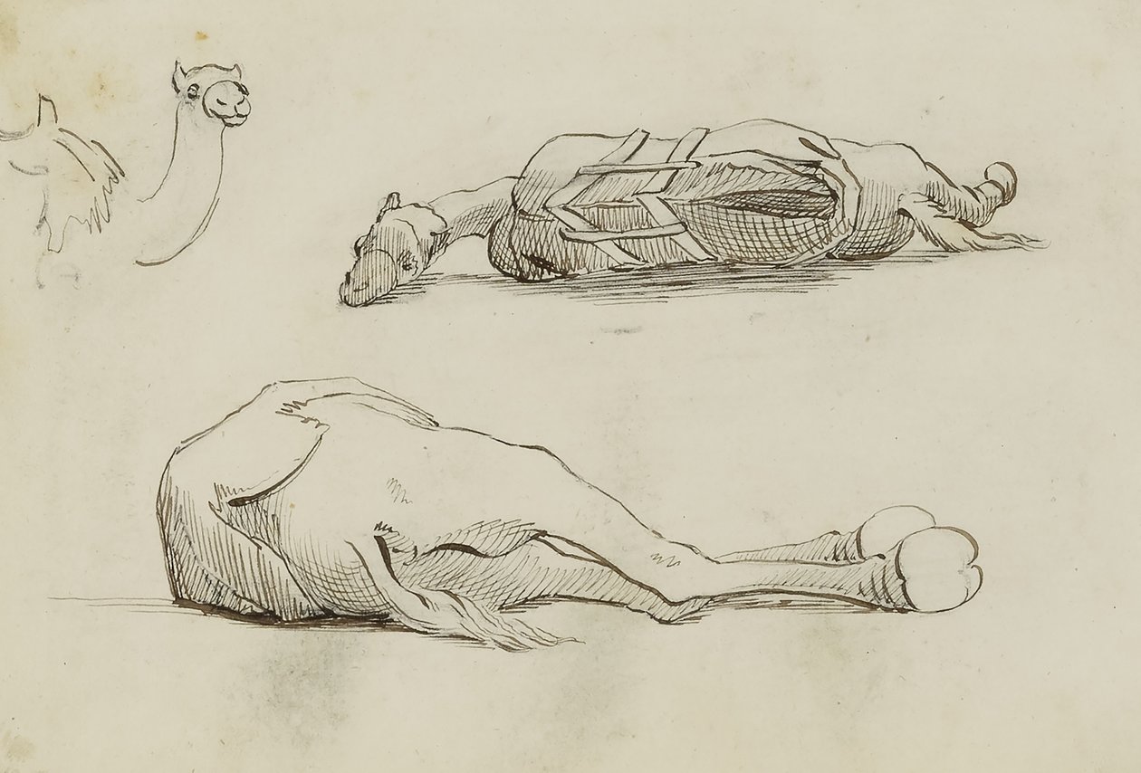 (Camel Studies) tekijältä Miner Kilbourne Kellogg
