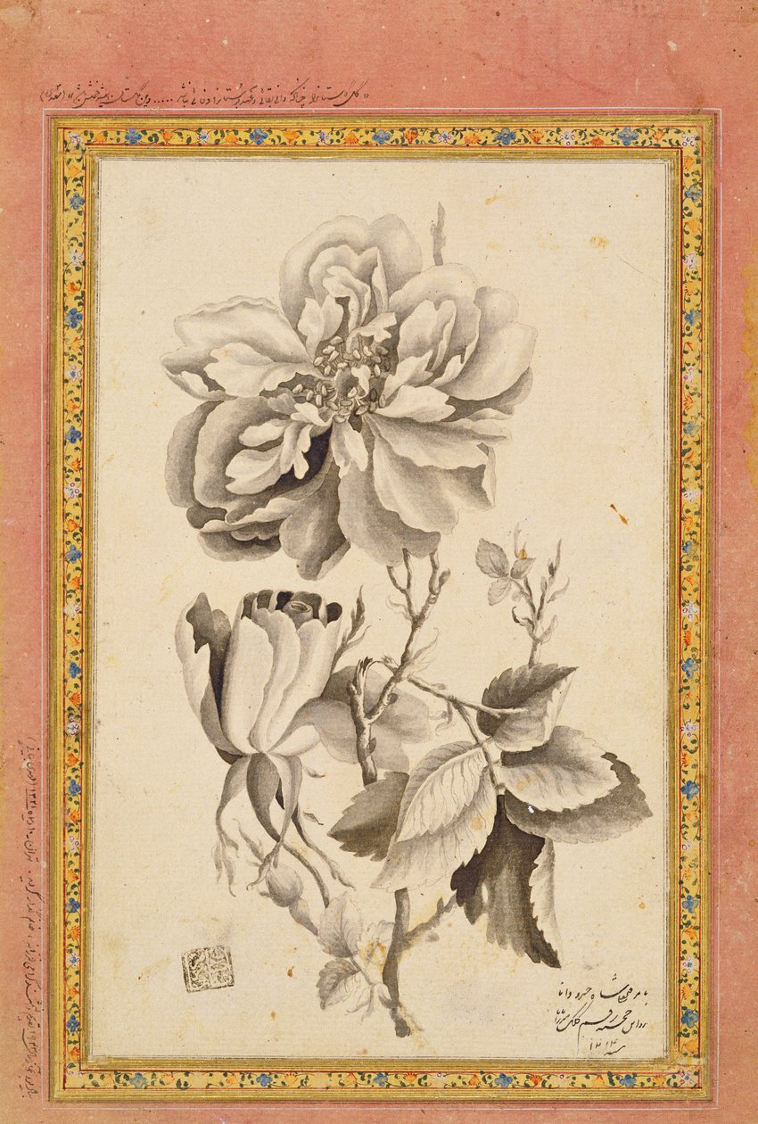 Rose, 1799-1800 (mustepesu paperille) tekijältä Mirza Baba