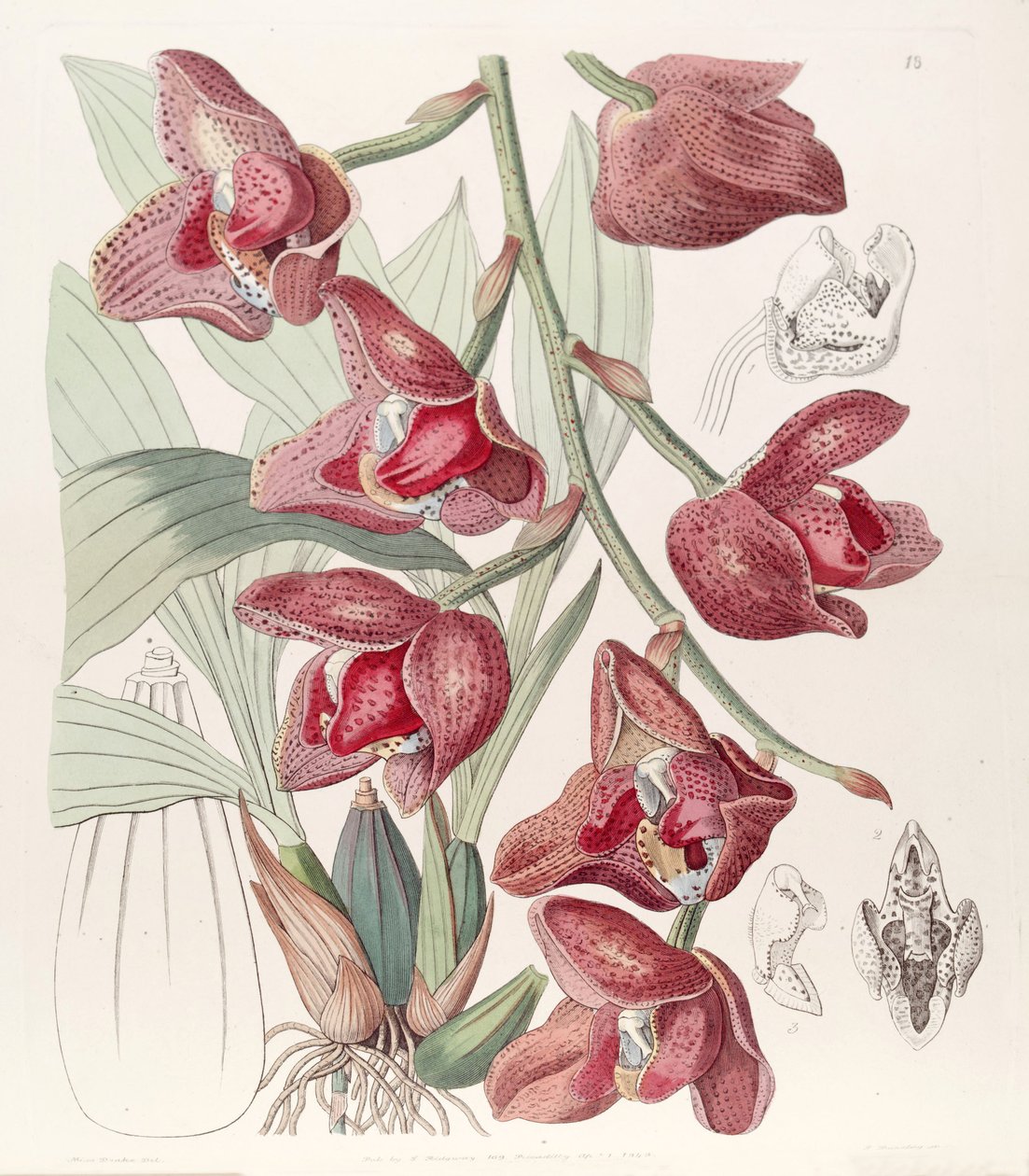 Acineta superba (syn. Peristeria humboldtii) tekijältä Miss Drake