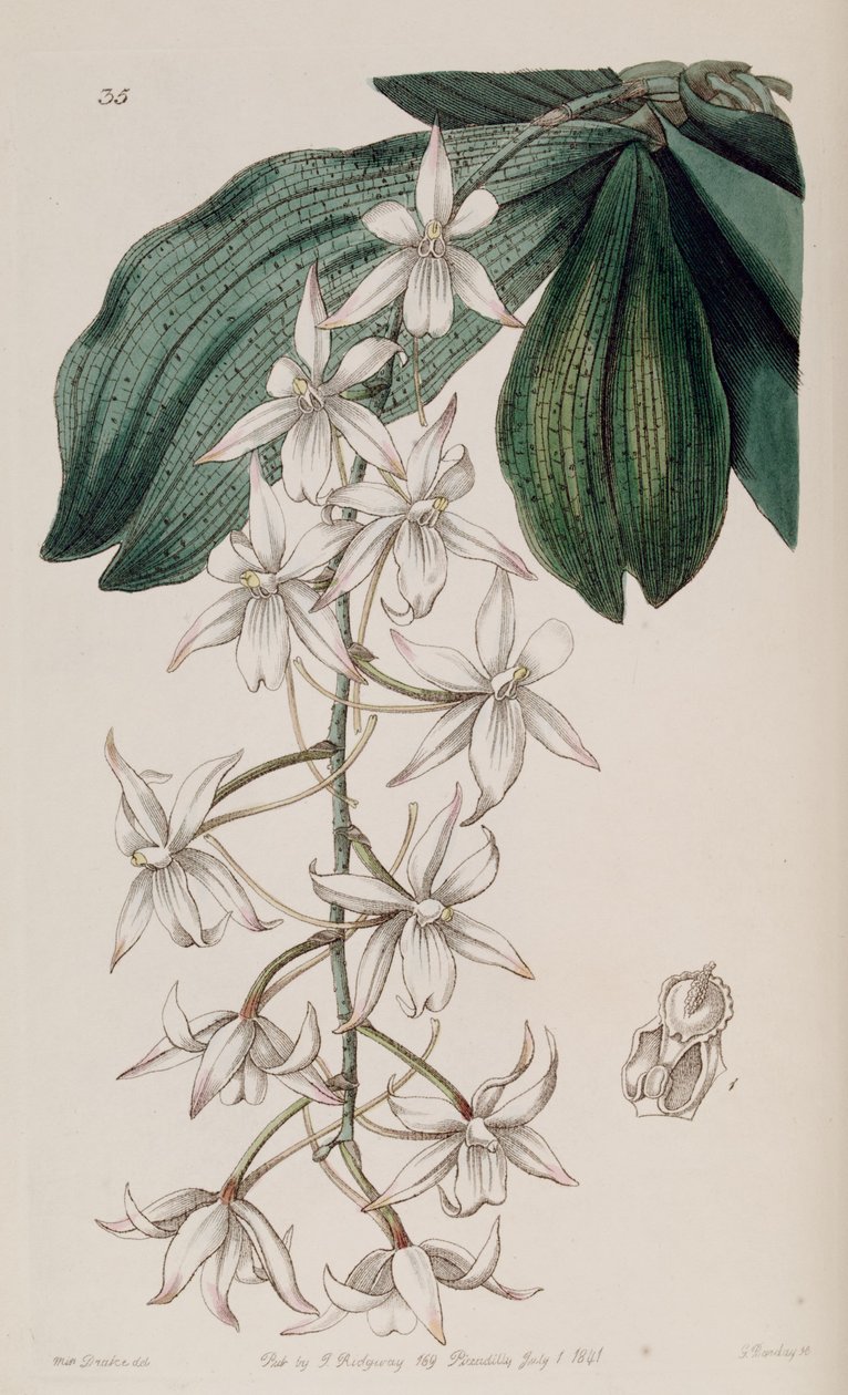 Aerangis biloba (syn. Angraecum bilobum) tekijältä Miss Drake