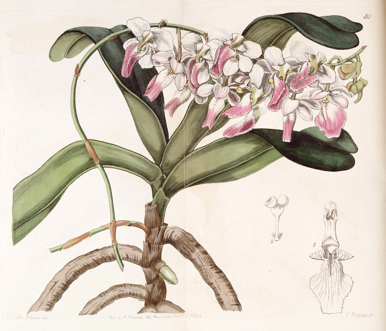 Aerides crispum tekijältä Miss Drake