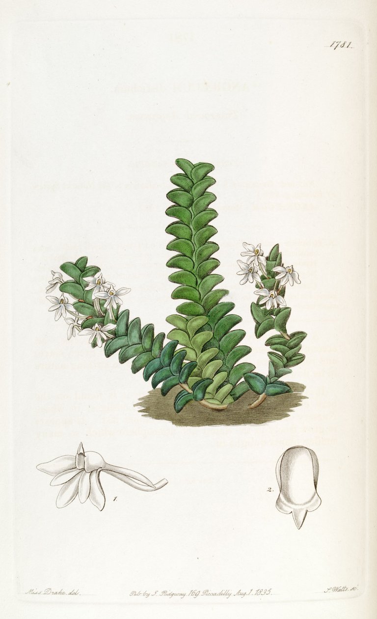 Angraecum distichum tekijältä Miss Drake