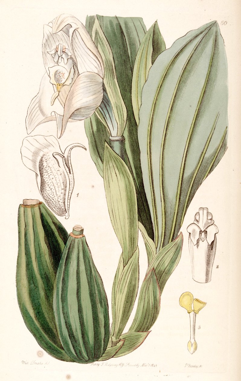 Anguloa uniflora tekijältä Miss Drake