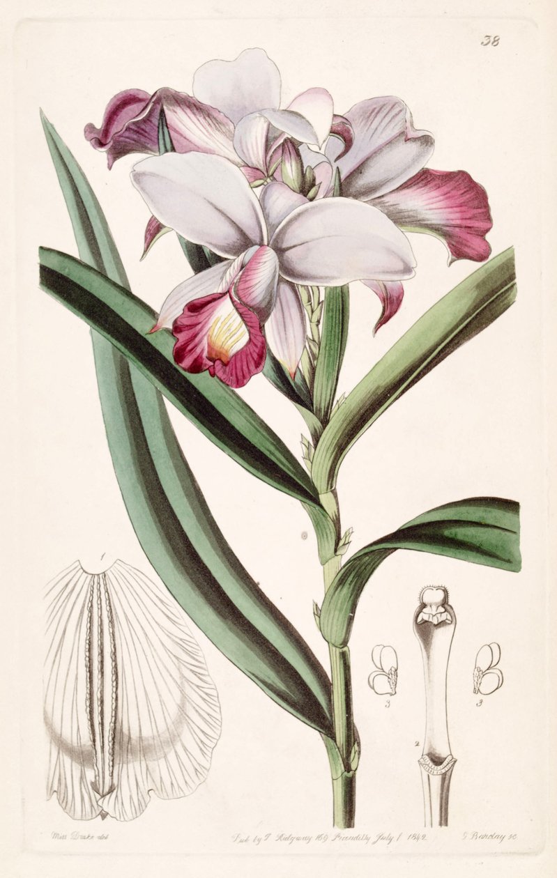 Arundina graminifolia (syn. Arundina densa) tekijältä Miss Drake