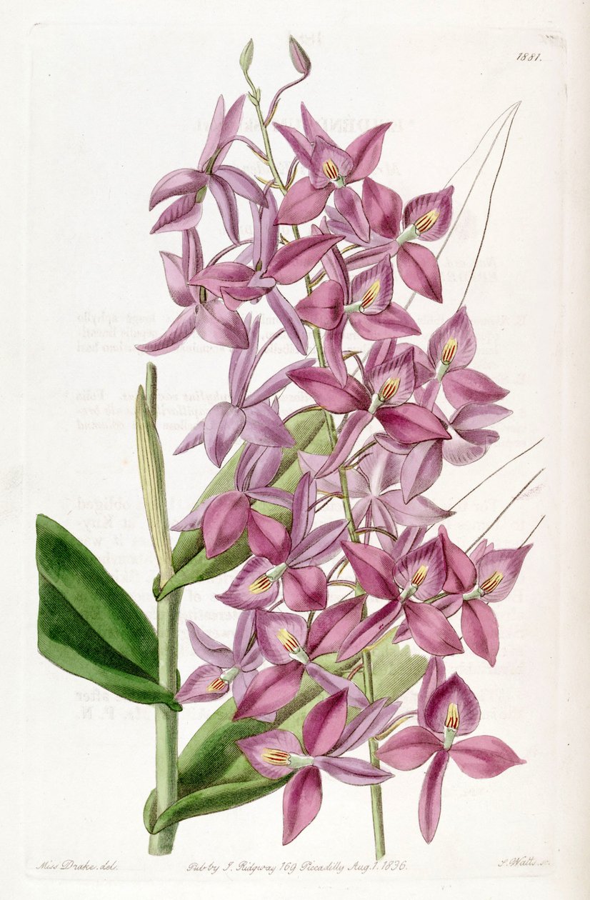 Barkeria skinneri (synonyymi: Epidendrum skinneri) tekijältä Miss Drake