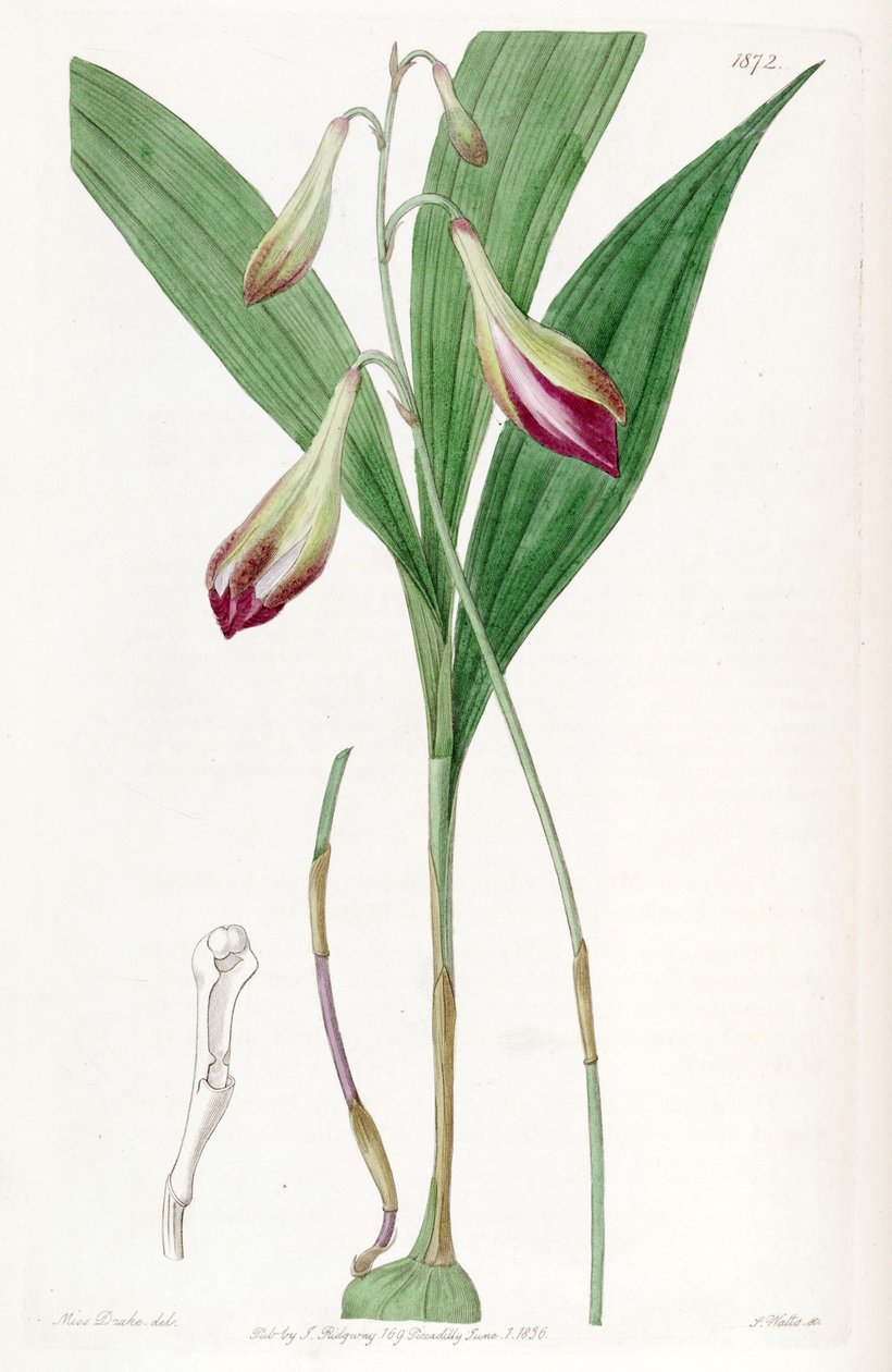 Bletia purpurata (syn. Crybe rosea) tekijältä Miss Drake