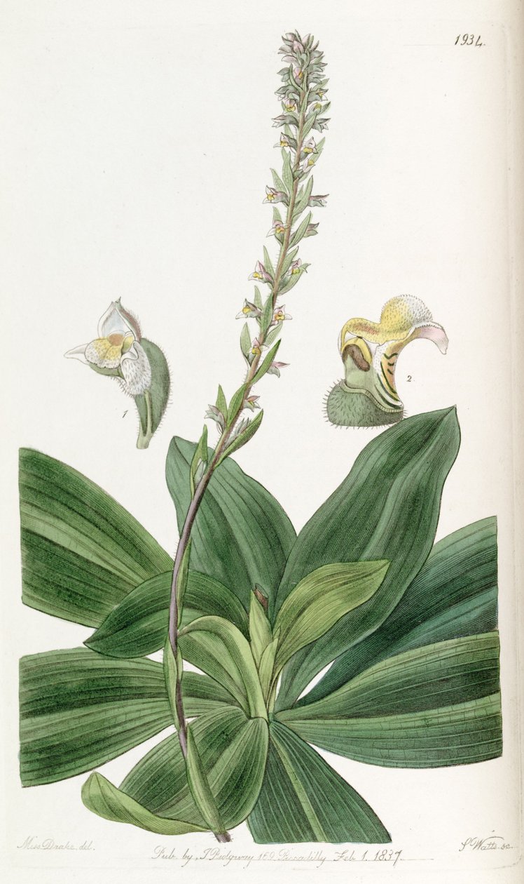 Brachystele bracteosa (syn. Spiranthes bracteosa) tekijältä Miss Drake