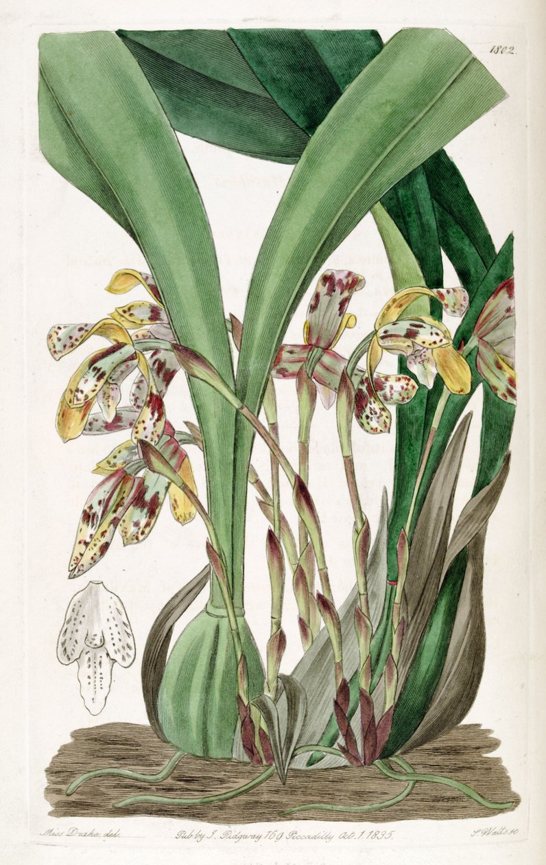 Brasiliorchis picta tai Maxillaria picta tekijältä Miss Drake