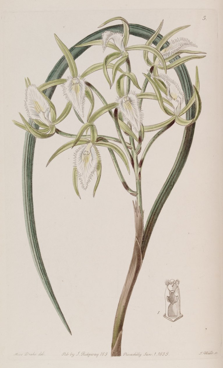 Brassavola martiana tekijältä Miss Drake