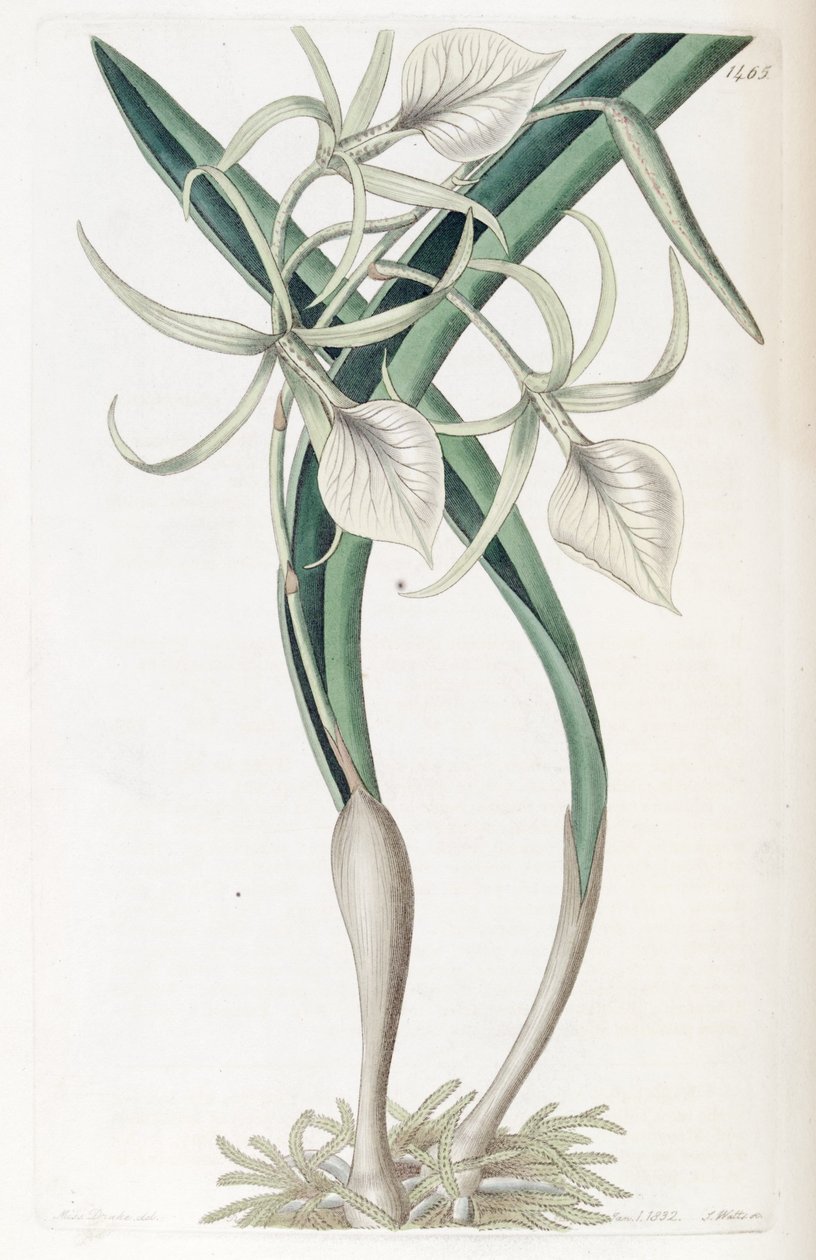 Brassavola nodosa tekijältä Miss Drake