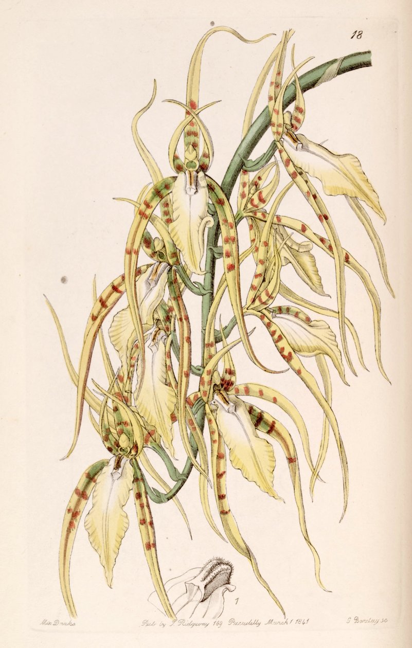 Brassia cochleata (syn. Brassia lawrenceana) tekijältä Miss Drake
