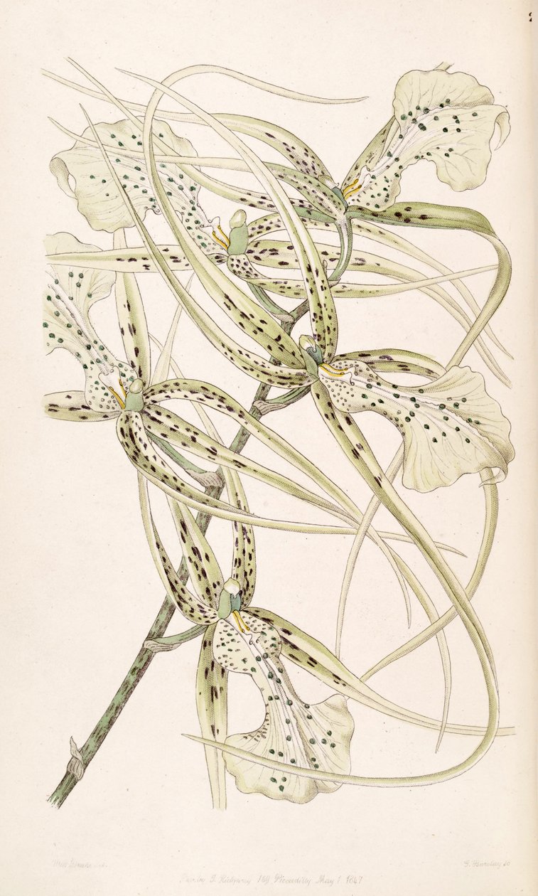 Brassia verrucosa (syn. Brassia brachiata) tekijältä Miss Drake