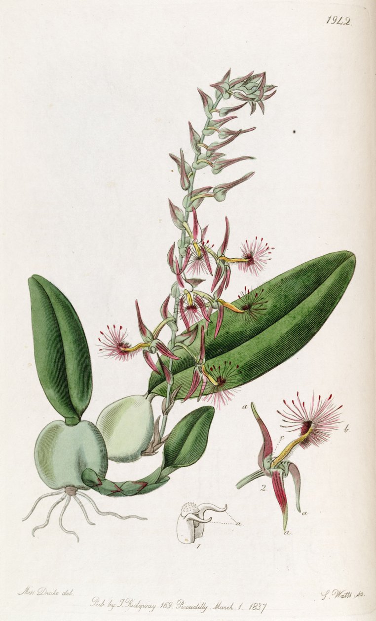 Bulbophyllum barbigerum (speltti Bolbophyllum barbigerum) tekijältä Miss Drake