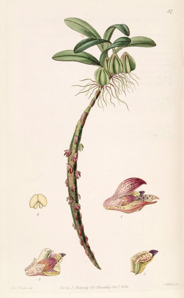 Bulbophyllum bracteolatum (speltti Bolbophyllum bracteolatum) tekijältä Miss Drake