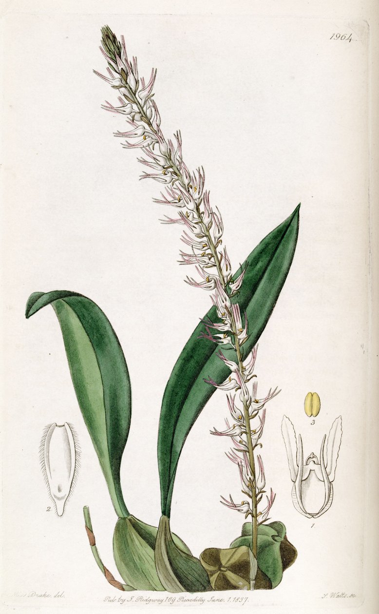 Bulbophyllum cocoinum (speltti Bolbophyllum cocoinum) tekijältä Miss Drake