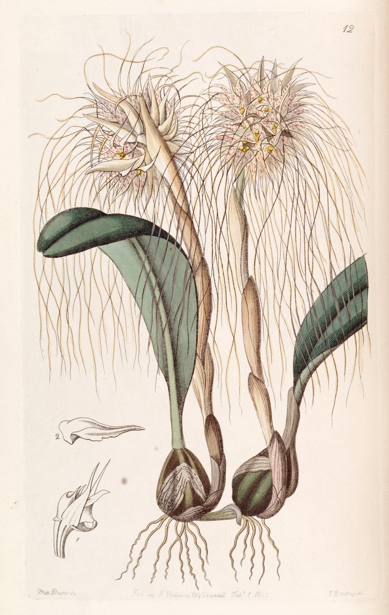 Bulbophyllum medusae (synonyymi: Cirrhopetalum medusae) tekijältä Miss Drake