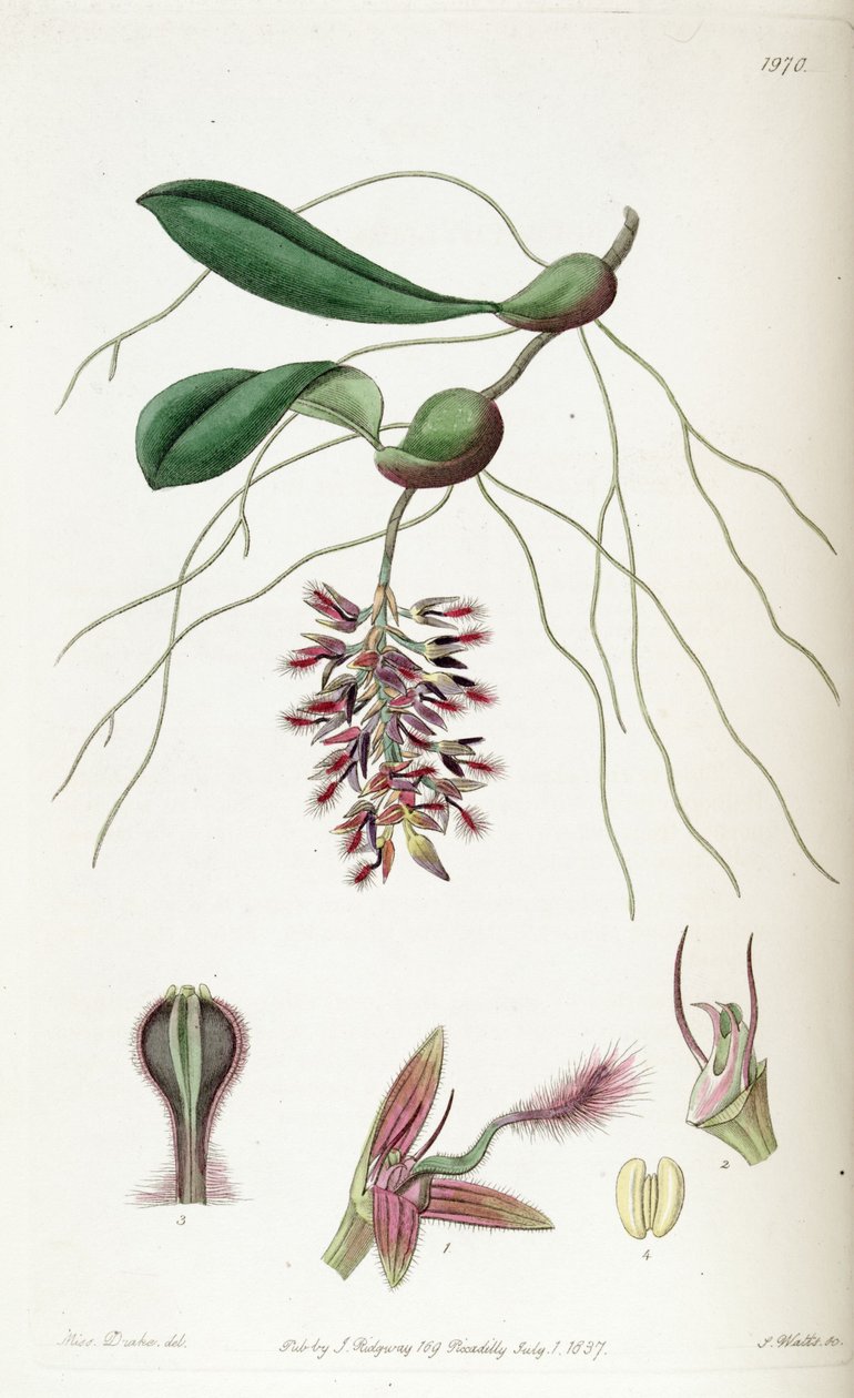 Bulbophyllum saltatorium (speltti Bolbophyllum saltatorium) tekijältä Miss Drake