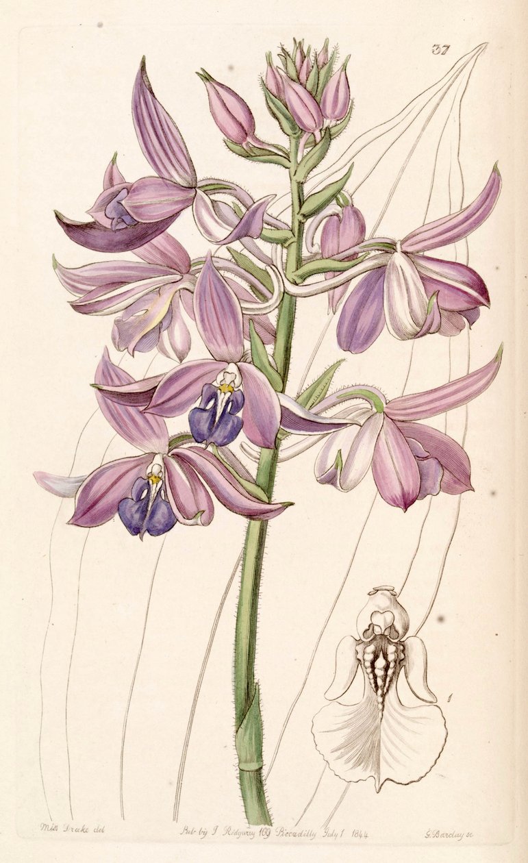 Calanthe sylvatica (syn. Calanthe masuca) tekijältä Miss Drake