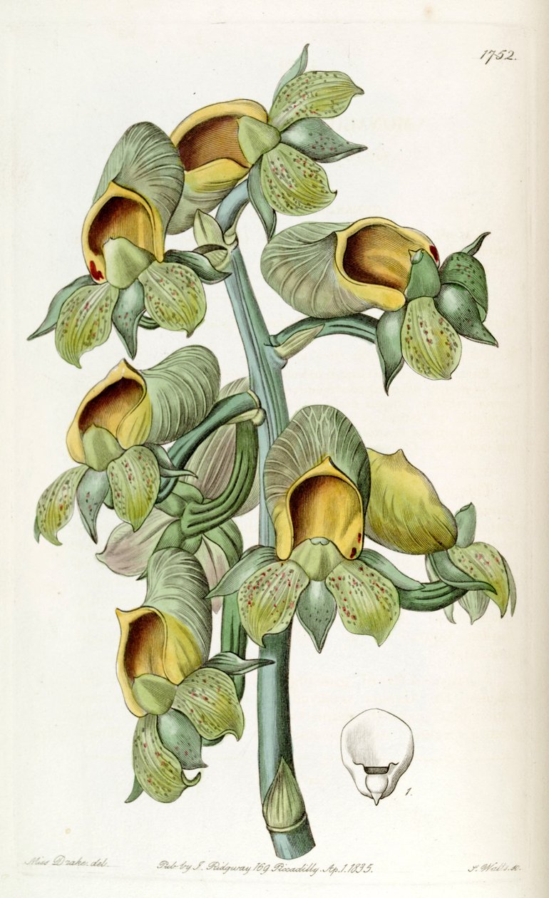 Catasetum cernuum (syn. Monachanthus viridis) tekijältä Miss Drake