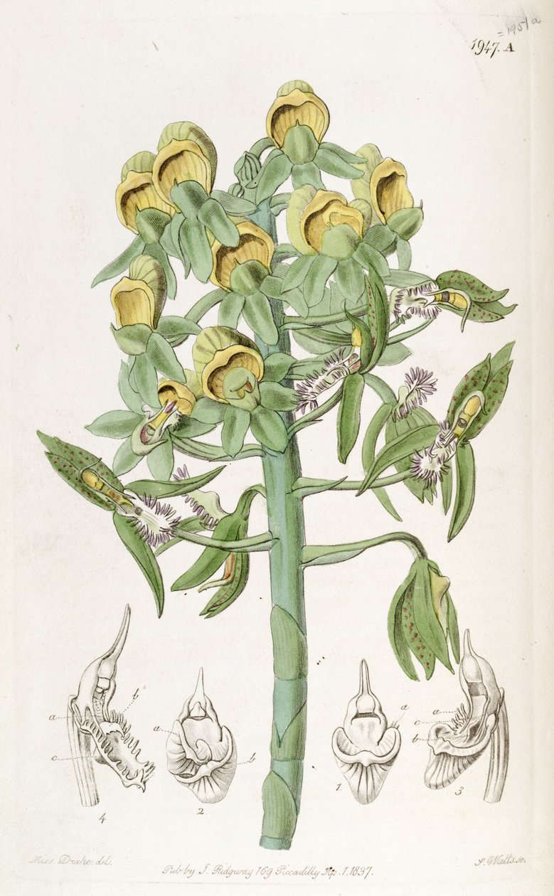 Catasetum cristatum, naaraskukkia (ylhäällä) ja uroskukkia (alempi).   Tohtori John Lindley kuvailee virheellisesti nimillä Monochanthus cristatus ja Myanthus cristatus tekijältä Miss Drake