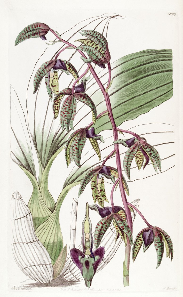 Catasetum deltoideum (syn. Myanthus deltoideus) tekijältä Miss Drake