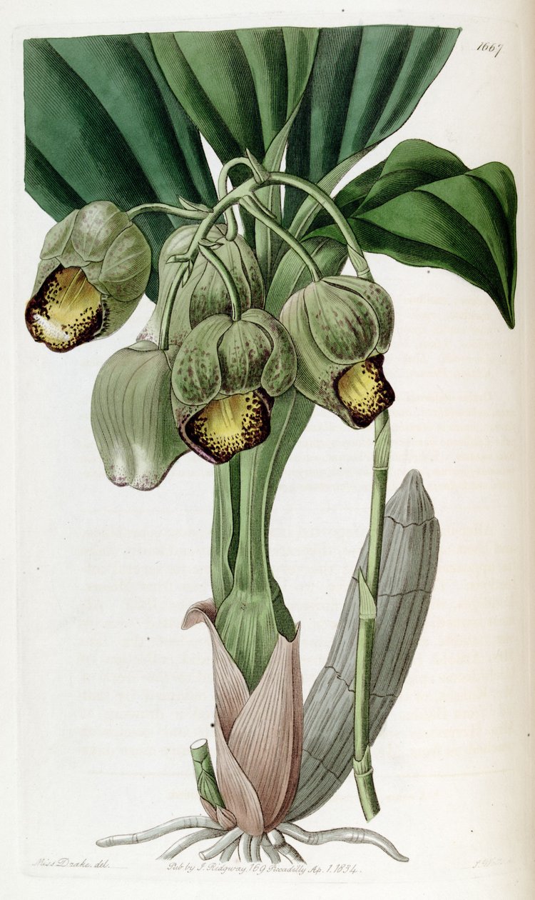 Catasetum luridum tekijältä Miss Drake